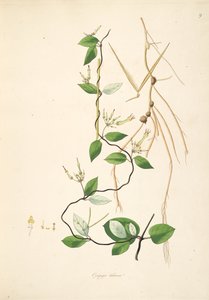 Illustrasjon av Ceropegia tuberosa (= Ceropegia candelabrum subsp. Tuberosa), Apocynaceae, Asclepiadoideae